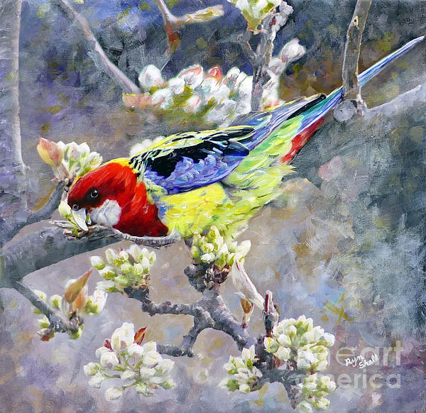 Easter Rosella in Nashi Pear by Ryn Shell Easter Rosella in Nashi Pear by Ryn Shell