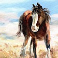 Clydesdale Foal