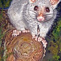 Curious Possum 