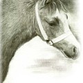 Grey Welsh Pony 