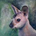 Wallaby Grazing