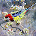 Easter Rosella in Nashi Pear